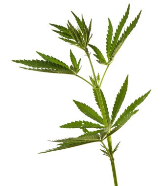 Beyaz arkaplanda yeşil kenevir yaprakları