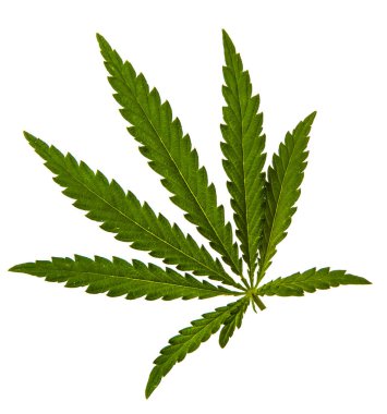 Beyaz arkaplanda yeşil kenevir yaprakları