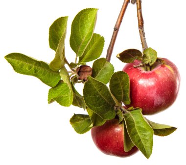 Beyaz arka planda bir dalda olgun sulu elmalar