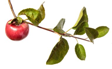 Beyaz arka planda bir dalda olgun sulu elmalar