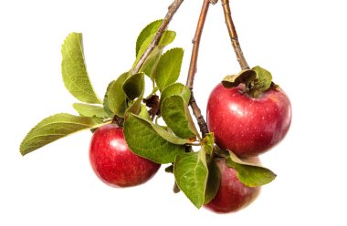 Beyaz arka planda bir dalda olgun sulu elmalar