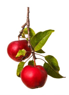 Olgun meyveli elma dalları. Güzel, lezzetli elmalar. Beyaz arkaplanda izole.