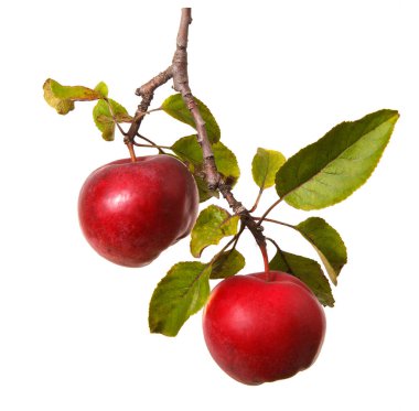 Olgun meyveli elma dalları. Güzel, lezzetli elmalar. Beyaz arkaplanda izole.