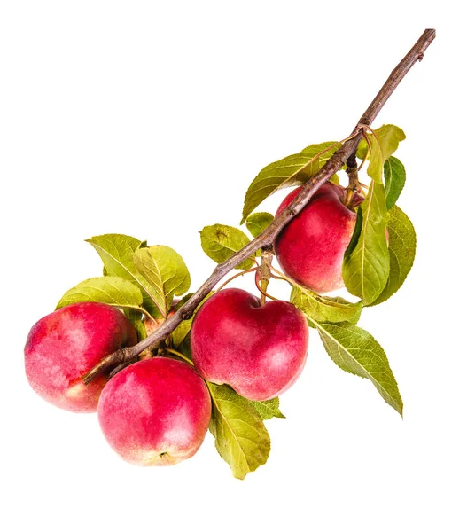 Ветви Яблони Спелыми Плодами Красивые Вкусные Яблоки Изолированный Белом Фоне — стоковое фото