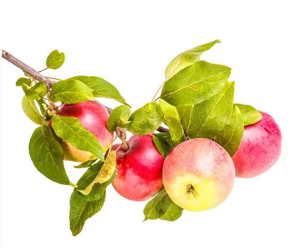 熟した果実を持つリンゴの木の枝 美しいおいしいリンゴ 白地に隔離された — ストック写真