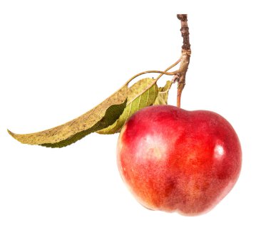 Olgun bir elma dalında. Beyaz arka planda izole edilmiş. Büyük küme