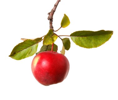 Olgun bir elma dalında. Beyaz arka planda izole edilmiş. Büyük küme