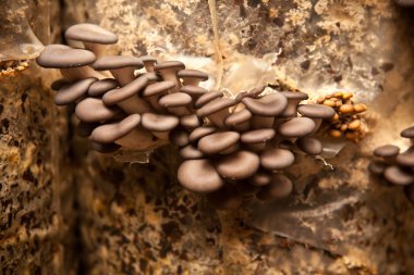 Tohum kabuğu yapılan bir substrat istiridye mantar büyümek