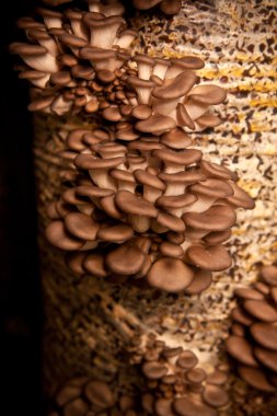 Tohum kabuğu yapılan bir substrat istiridye mantar büyümek