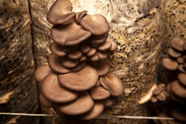 Tohum kabuğu yapılan bir substrat istiridye mantar büyümek