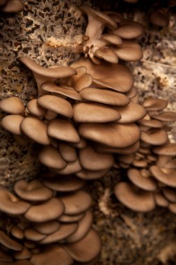 İstiridye mantar ayçiçeği kabuğu, sığ derinlik-in tarla yapılan bir substrat büyümek