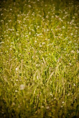 Alan çim arka plan, sığ derinlik-in tarla