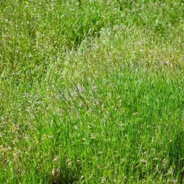 Alan çim arka plan, sığ derinlik-in tarla