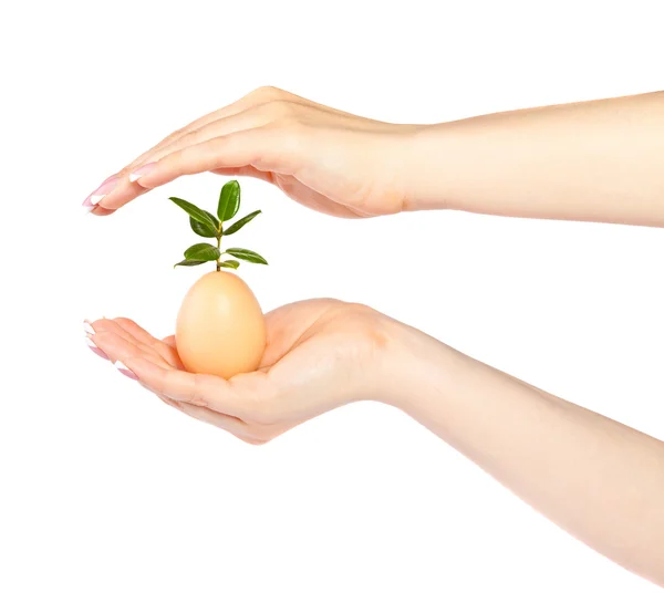 La donna tiene un uovo con un ficus germinante su uno sfondo bianco — Foto Stock