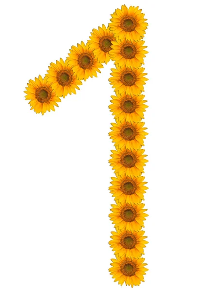 Numeri di fiori di girasole su sfondo bianco — Foto Stock