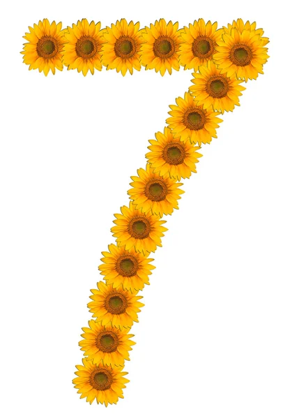 Números de flores de girassol em um fundo branco — Fotografia de Stock