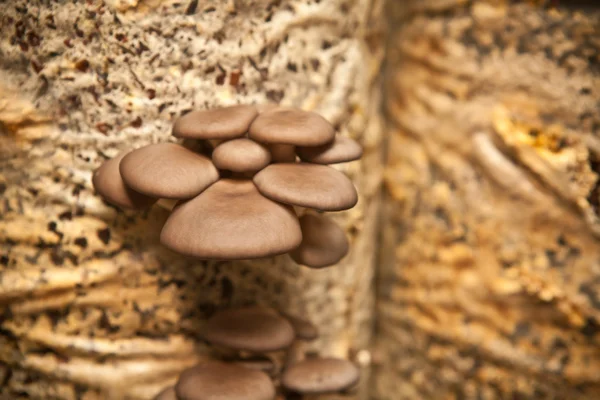 I funghi di ostrica crescono su un substrato fatto di buccia di semi — Foto Stock