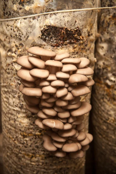 Oyster mushrooms grow on a substrate made of seeds husk — Stock Photo, Image