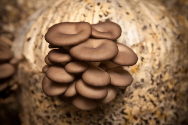 Os cogumelos de ostra crescem em um substrato feito da casca de sementes — Fotografia de Stock