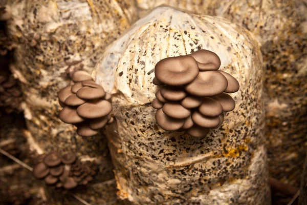 Oyster mushrooms grow on a substrate made of seeds husk — Stock Photo, Image