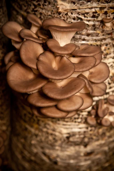 Oyster mushrooms grow on a substrate made of seeds husk — Stock Photo, Image