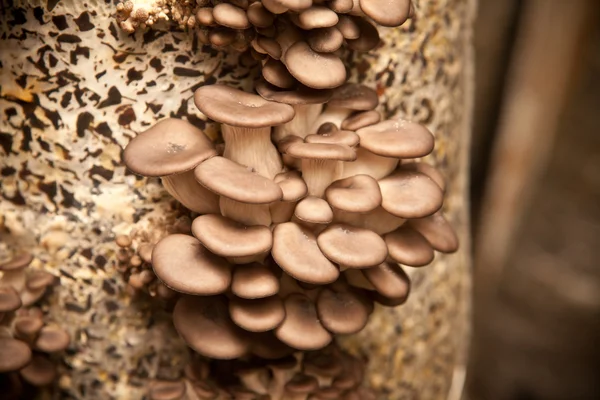 Oyster mushrooms grow on a substrate made of seeds husk — Stock Photo, Image