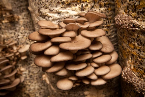 Las setas de ostra crecen sobre un sustrato hecho de semillas de cáscara —  Fotos de Stock