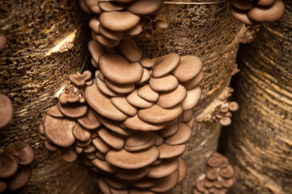 I funghi di ostrica crescono su un substrato fatto di buccia di semi — Foto Stock