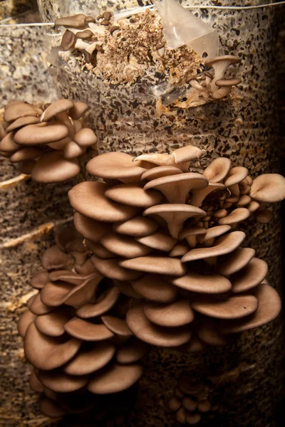 Os cogumelos de ostra crescem em um substrato feito da casca de sementes — Fotografia de Stock