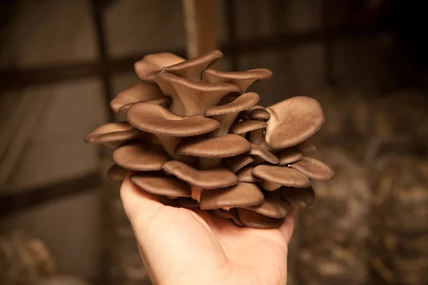 Oyster mushrooms on the hand of a man — Stock Photo, Image