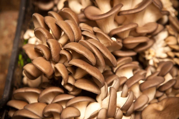 Collected oyster mushrooms on a mushroom farm — Stock Photo, Image