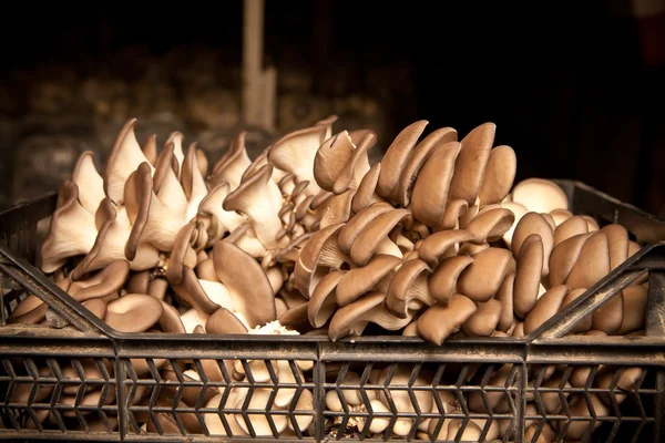 Collected oyster mushrooms on a mushroom farm — Stock Photo, Image