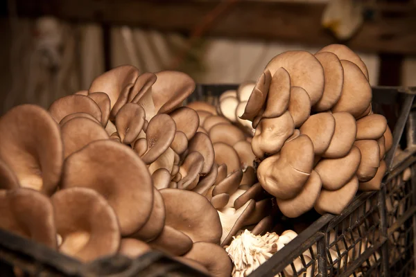 Cogumelos de ostra coletados em uma fazenda de cogumelos — Fotografia de Stock