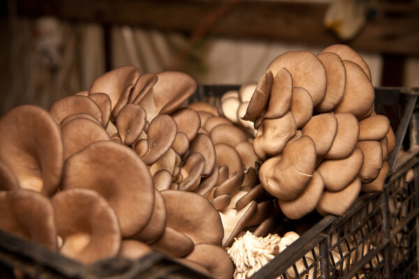 Collected oyster mushrooms on a mushroom farm