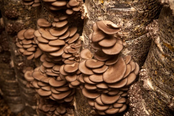 Las setas de ostra crecen sobre un sustrato hecho de semillas de cáscara —  Fotos de Stock