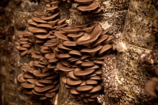 Os cogumelos de ostra crescem em um substrato feito da casca de girassol — Fotografia de Stock