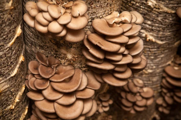 Las setas de ostra crecen sobre un sustrato hecho de semillas de cáscara —  Fotos de Stock