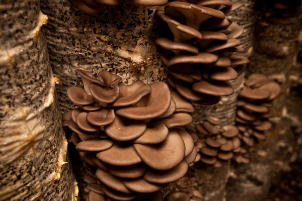 Os cogumelos de ostra crescem em um substrato feito da casca de girassol, profundidade rasa do campo — Fotografia de Stock