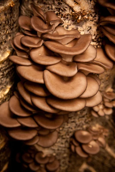 Austernpilze wachsen auf einem Substrat aus Samenschalen — Stockfoto
