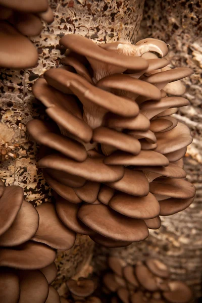 Oyster mushrooms grow on a substrate made of seeds husk — Stock Photo, Image