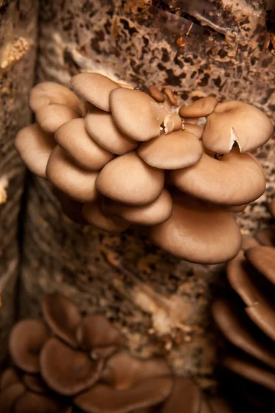 Las setas de ostra crecen sobre un sustrato hecho de semillas de cáscara —  Fotos de Stock