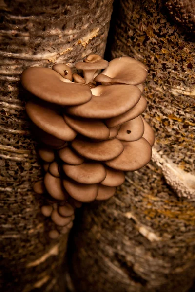 Os cogumelos de ostra crescem em um substrato feito da casca de sementes — Fotografia de Stock