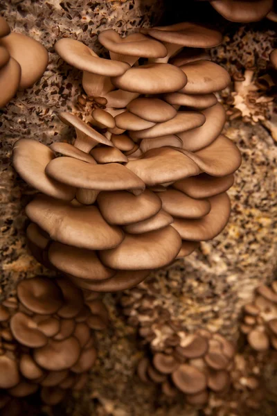 Las setas de ostra crecen en un sustrato hecho de cáscara de semillas, poca profundidad de campo —  Fotos de Stock