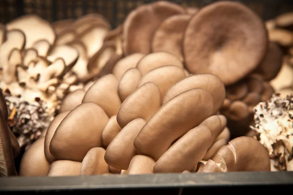 Champignons d'huîtres récoltés sur une ferme de champignons — Photo