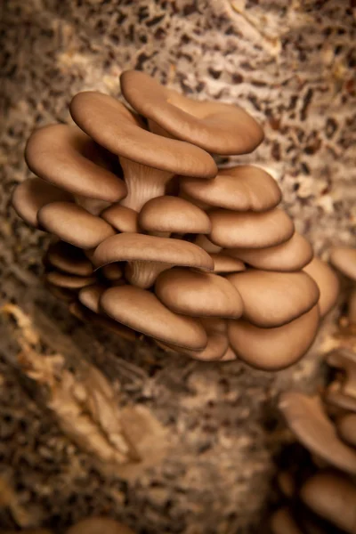 I funghi di ostrica crescono su un substrato fatto di buccia di semi, profondità di campo poco profonda — Foto Stock