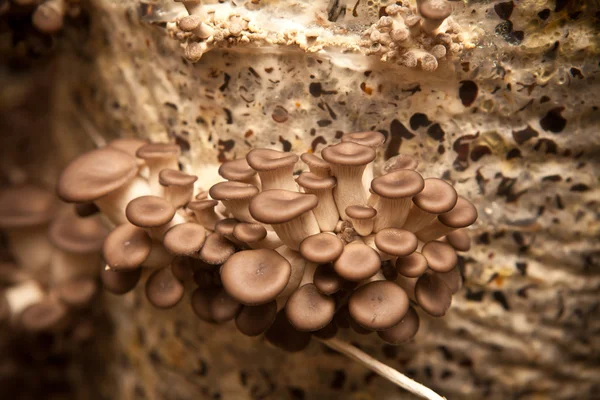Austernpilze wachsen auf einem Substrat aus Samenschalen, geringe Schärfentiefe — Stockfoto