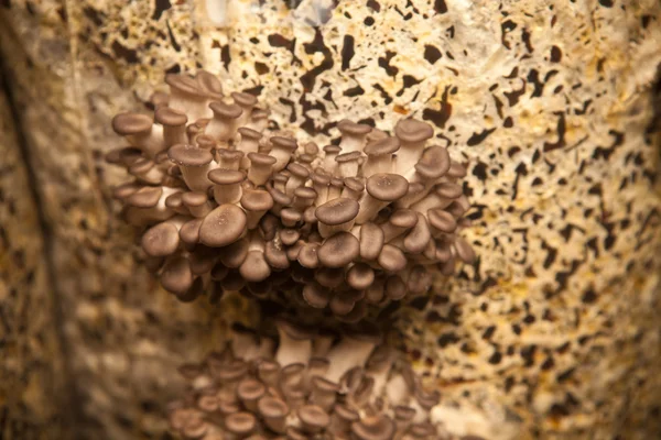 Oyster mushrooms closeup — Stock Photo, Image