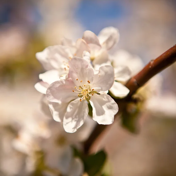 Blooming apple tree — Stock Photo, Image