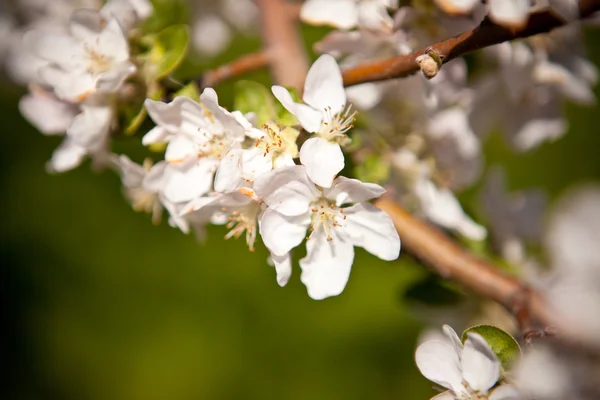 Blooming apple tree — Stock Photo, Image