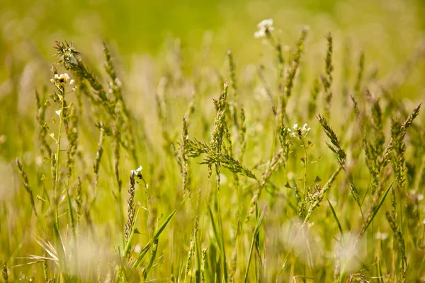 Fältet gräs bakgrund, kort skärpedjup — Stockfoto